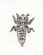 Dragonfly Larva Rubber Stamp (Aquatic Macroinvertebrate Stamp Series)