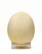 Eagle (Bald) Egg Replica