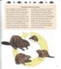 Life Cycle of a Beaver