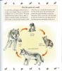 Life Cycle of a Wolf