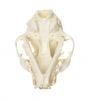 Lynx (Canadian) Skull Replica