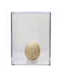 Eagle (Golden) Egg Replica