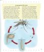 Life Cycle of a Mosquito