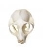 Loris (Slow) Skull Replica