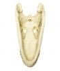Alligator Skull Replica (20")
