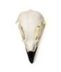 Osprey Skull Replica