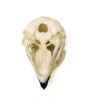 Kestrel (American) Skull Replica