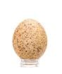 Kestrel Egg Replica