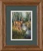 Whitetail Deer Birch Creek Framed Print (5 X 7)