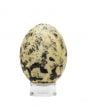 Osprey Egg Replica
