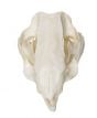 Wombat Skull Replica