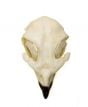Hawk (Red-Tailed) Skull Replica