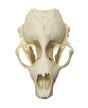 Seal (Harbor) Skull Replica
