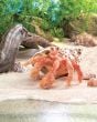 Crab (Hermit) Puppet