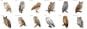 Owl Stickers Complete Set (12 Species)
