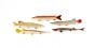 Freshwater Fish Model Collection (Discounted Set of 5 Models)