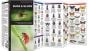 Bugs & Slugs: Invertebrates of North America (Pocket Naturalist® Guide)