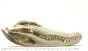 Alligator Skull Replica (20")