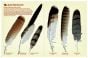 North American Bird Feather Replicas Set: Birds Of Prey I.
