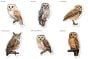Owl Stickers Set #1 (6 Species)