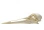 Crane (Sandhill) Skull Replica