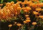 Familiar Mushrooms (National Audubon Society® Pocket Guide)