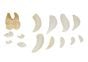 Resin-Cast Tooth Replica Collection (14 Replicas)