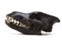 Wolf (Dire) Fossil Skull Replica
