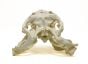 Anaconda Skull Replica