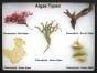 Algae Types Display