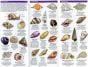 Seashells, 2nd Edition (Pocket Naturalist® Guide)