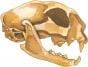 Bobcat Skull Model®.