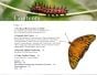 Life Cycles of Butterflies (The): From Egg to Maturity, A Visual Guide to 23 Common Butterflies