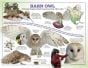 Barn Owl Laminated Poster