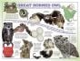 Great Horned Owl Laminated Poster