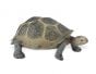 Tortoise (Desert) Model