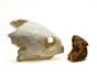 Sea Turtle (Loggerhead) Skull Replica