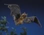 Bat (Fruit) Puppet