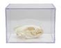 Mustelid Skull Collection with Discounted Museum Display Cases