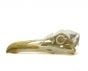 Gull (Glaucous) Skull Replica