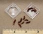 Math In Nature: Fibonacci Numbers Discovery Kit (Supplemental Male Pine Cones)