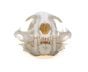 Ocelot Skull Replica