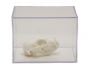 Feline Skull Collection with Discounted Museum Display Cases