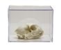 Carnivore Skull Collection with Discounted Museum Display Cases