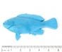 Perch (Opaleye) Fish Printing Replica (6")