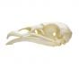Vulture (Turkey) Skull Replica