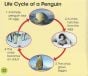 Penguin's Life, A (Watch It Grow Series)