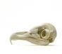 Owl (Barn) Skull Replica