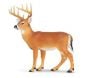 Deer (Whitetail Buck) Model