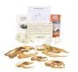 Food Chain Discovery Kit®